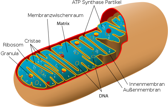 Krebs und Mitochondrien