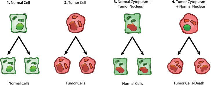 Krebszellen: Zellkern vs. Mitochondrien