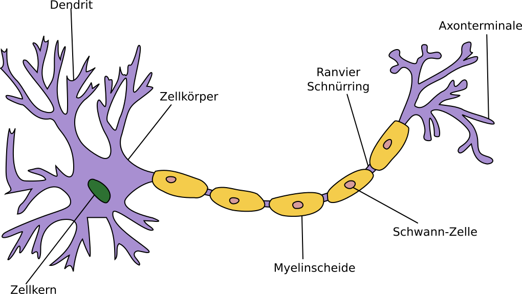 Myelinscheide