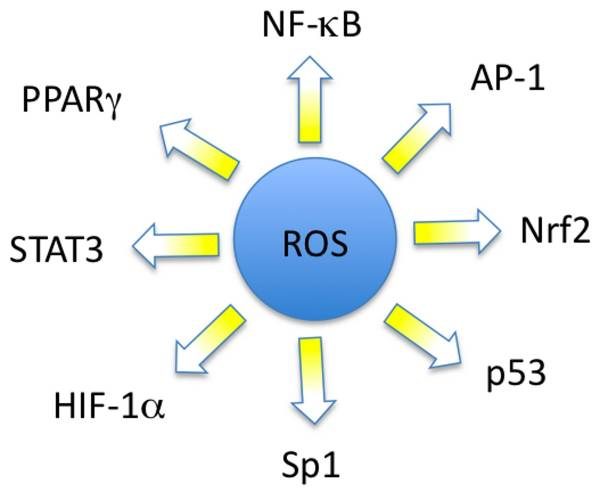 ROS und einige ihrer Transkriptionsfaktoren (Signale)